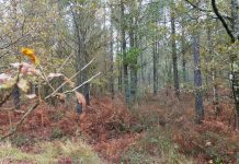 El Principado concede 549.635 euros en ayudas a las entidades locales para proyectos de mejora y ampliación de los bosques