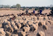 INTEROVIC y UPA unen sus esfuerzos en el documental “Barbecho. En el corazón del despoblamiento”
