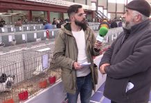 Entrevista a Rumeu Didier, juez y criador de palomas francés