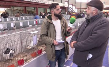 Entrevista a Rumeu Didier, juez y criador de palomas francés