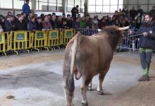 Subasta del semental de la raza Asturiana de la Montaña ‘Friki’, vendido en 3.050 euros