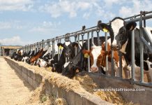 Nuevas pruebas CONAFE Noviembre 2019 + MACE y GMACE Diciembre 2019