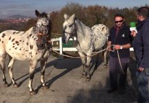 Entrevista a Antonio Sariego, propietario del Centro Ecuestre Appaloosa