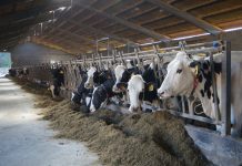 COAG Asturias pretende mediar en las demandas de los ganaderos asturianos para las reclamaciones a las industrias lácteas por el pacto de precios