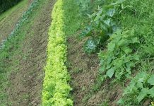 La subida del SMI disparará un 50,4% los costes laborales para los agricultores