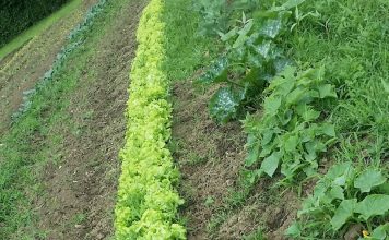 La subida del SMI disparará un 50,4% los costes laborales para los agricultores