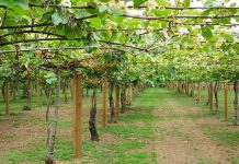 Jornadas del SERIDA 2020: Poda de invierno y poda en verde en kiwi y arándano