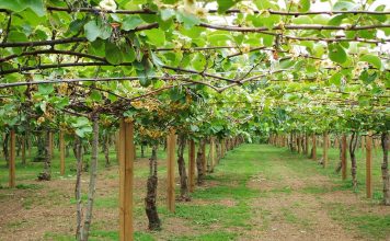 Jornadas del SERIDA 2020: Poda de invierno y poda en verde en kiwi y arándano