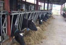 La huella de carbono de la producción de leche de vaca