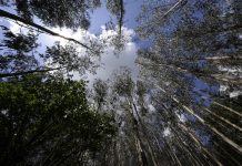 Ence lanza ‘Crecemos Juntos’ a propietarios de madera