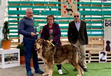 Tineo acoge este fin de semana la XXVI Feria del Perro, concursos caninos y jornadas gastronómicas