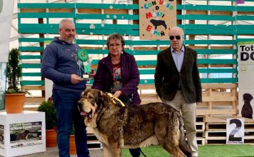 Tineo acoge este fin de semana la XXVI Feria del Perro, concursos caninos y jornadas gastronómicas