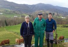 Pasión por las reses de exposición