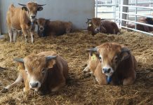 Las nuevas instalaciones en Nava, un paso más para ASEAMO