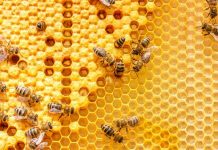 Preocupación del sector apícola asturiano ante la solicitud de IGP Miel de Asturias