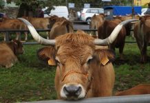 La conservación de las razas domésticas autóctonas en peligro de desaparición en Asturias