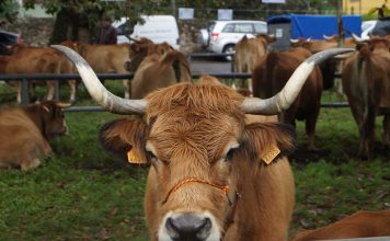 La conservación de las razas domésticas autóctonas en peligro de desaparición en Asturias
