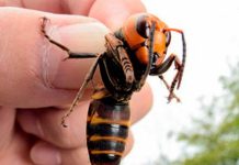 Inicio de la campaña de 2020 de lucha contra la avispa asiática con el reparto de más de 5.000 trampas selectivas