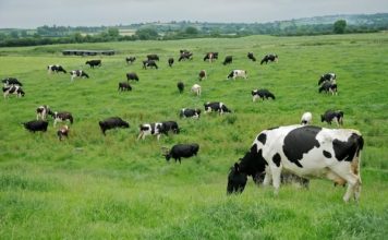 Comienza la campaña para presentar las solicitudes de ayudas directas de la PAC para 2020