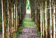 Enrique Candia, gerente de Viveros Mañente: “Asturias puede duplicar la productividad de sus plantaciones”