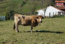 Servicios de la Consejería de Desarrollo Rural, Agroganadería y Pesca durante el Estado de Alarma