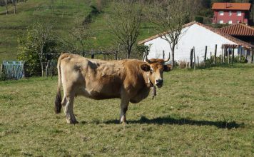 Servicios de la Consejería de Desarrollo Rural, Agroganadería y Pesca durante el Estado de Alarma