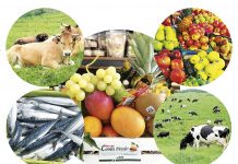 El campo, las manos que nos alimentan