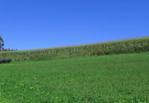 La importancia de la salud del suelo en prados y cultivos forrajeros