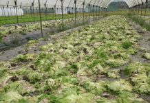 La agricultura de proximidad, parada y en vilo