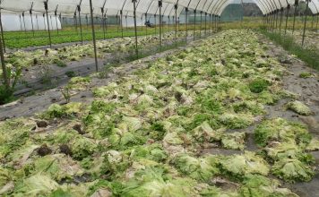 La agricultura de proximidad, parada y en vilo