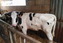 Las biotecnologías reproductivas y la ganadería asturiana del S. XXI