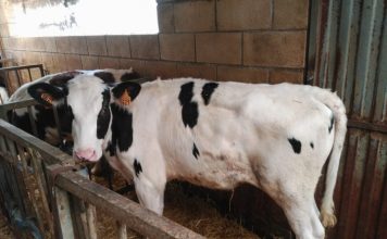 Las biotecnologías reproductivas y la ganadería asturiana del S. XXI