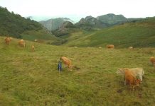 IGP Ternera Asturiana, pilar fundamental de la cadena alimentaria de la región