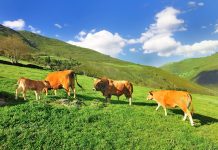 Abonados 4.347 millones de euros de las ayudas directas de la PAC de la campaña 2019