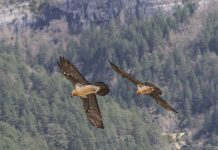 Nace el primer quebrantahuesos en el Parque Nacional de los Picos de Europa en setenta años