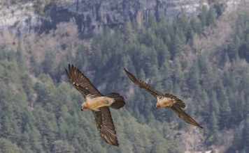 Nace el primer quebrantahuesos en el Parque Nacional de los Picos de Europa en setenta años