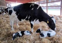 ASAJA pide a los Ayuntamientos colaboración para la entrega de crotales a los ganaderos