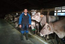 “En Asturias la raza Parda se está introduciendo en las ganaderías de leche, aporta calidades”
