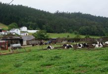 Las producciones ganaderas de Asturias se benefician de la reducción en los módulos en el régimen de estimación agraria del IRPF 2019