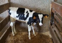 El Ayuntamiento de Cangas del Narcea inicia hoy el reparto a domicilio de los crotales a los ganaderos