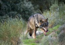 COAG Asturias denuncia ataques de lobo y su acercamiento a los pueblos