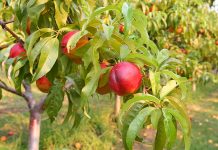 Se inicia la cosecha de fruta de hueso sin precios ni contratos en el campo