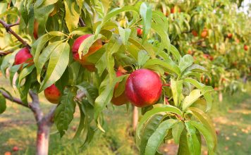 Se inicia la cosecha de fruta de hueso sin precios ni contratos en el campo