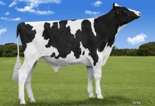 Otto, un semental élite en el mundo para la mejora del tipo con producción destacada de leche