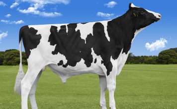 Otto, un semental élite en el mundo para la mejora del tipo con producción destacada de leche