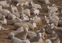 De Heus lanza su nuevo plan de mantenimiento para pequeños rumiantes