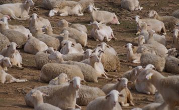 De Heus lanza su nuevo plan de mantenimiento para pequeños rumiantes