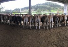 Gerardo Noval: “Aseava realizará la subasta on line porque los ganaderos necesitan los sementales”