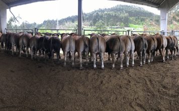 Gerardo Noval: “Aseava realizará la subasta on line porque los ganaderos necesitan los sementales”