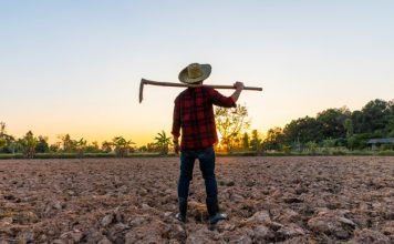 ASAJA crea una bolsa de trabajo para facilitar la contratación de trabajadores en las campañas de recolección